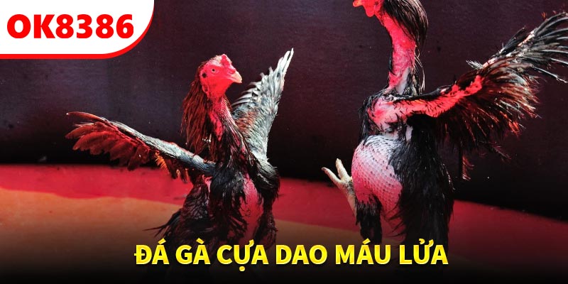OK8386 cung cấp nhiều cách trải nghiệm cược gà thú vị